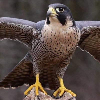 السعادة هي راحة البال فلا المال يشتريها ولا أحد يهديها ولا العمل يوفرها فإن رزقك الله راحة البال فأنت في نعمة وعافية اللهم أرزقنا راحة البال