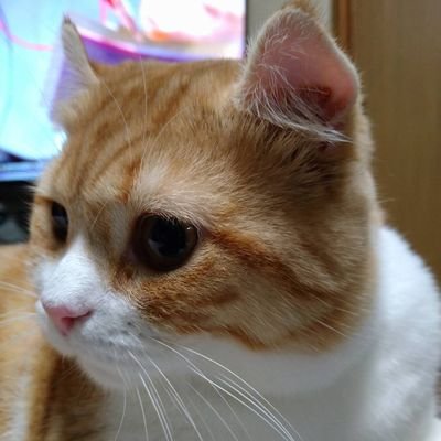 oyakata0008's profile picture. 