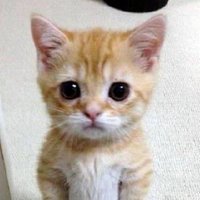Bladosu (@bladosu) 's Twitter Profile Photo Bladosu (@bladosu) 's Twitter Profile Photo