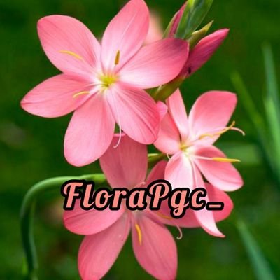 FloraPgc_ Profile Picture