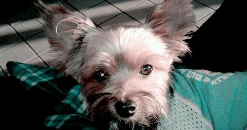 requoteprincess's profile picture. U follow me.....I Follow u. I'm a 6 pound Yorkie that loves the outdoors and food! Im a Momma's boy:)