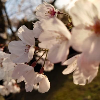 sa9ra_love's profile picture. 02lineの中身オジサンです……( ' . ' )
モンハンとvaloの2作品をやりきるっ(   ᐕ)
用事が無ければ毎日募集するので一緒にゲーム出来る人いっぱい募集！！！