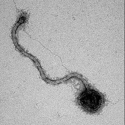 gkp_hull's profile picture. Microbiologist @TheDickVet @roslininstitute #AMR #onehealth 
Editor #JMedMicro @MicrobioSoc
Birdwatcher in the Scottish Borders 
Tweets are my own.