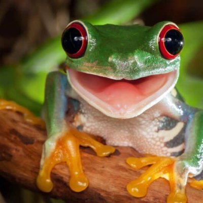 PhrogCatosu's profile picture. Discord:phrogcat
Frogs are life