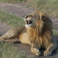 Leobeast tours and safaris(@Leobeastsafaris) 's Twitter Profile Photo
