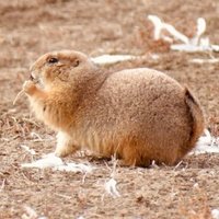 Cheeseman Lab (@cheesemanlab) 's Twitter Profile