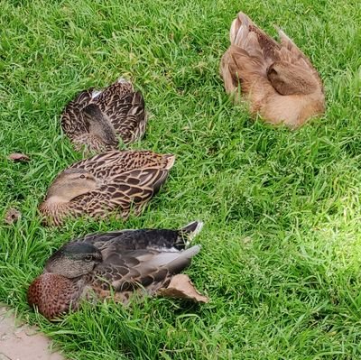 This page is for 3 rescued Mallards and 1 Golden 300 Hybrid. We rescued the Mallards when they were 3-4 days old and added the Golden 300 about 16 months later.