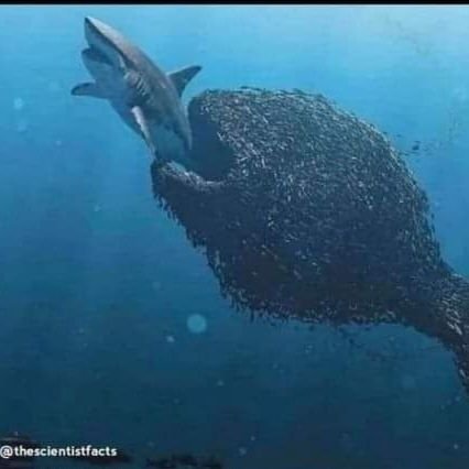 BrandonMaggen's profile picture. Podiatrist (everywhere else bar Ontario), Chiropodist (Ontario), President OSC, PhD