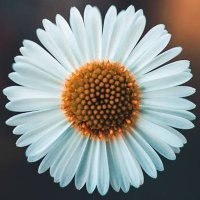 Esra (@esrabzkl) Twitter profile photo