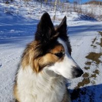 Barklee (@northclarctica) 's Twitter Profile