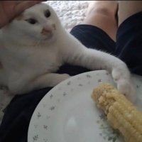 π torta π (@pandasaucesauce) 's Twitter Profile