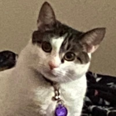 catarefluffy's profile picture. 24| I literally only have this account to simp