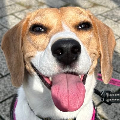 ビーグル犬のつむぎちゃんさんのプロフィール画像