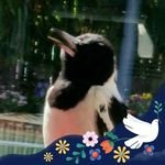 TRISTmyA's profile picture. vivienneparminter