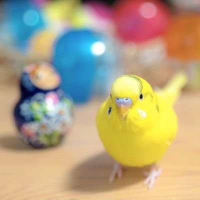 ばんのけの妻うんちゃんの鳥アカです🐤　　　　　　　　　　　　　　　　　　　　　　　　コーチの千年パズルの人と防御力が高すぎるパンの人も私でござる(^p^)