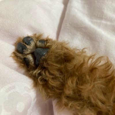 aru1383167's profile picture. 愛玩動物飼養管理士資格保有の会社員。フリーランスを目指し修行中。夫＋2わん1にゃんと暮らす日々。理想のライフワークバランスを叶えるために一歩ずつ👣