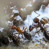Ant Pun (@antpun_ch) 's Twitter Profile