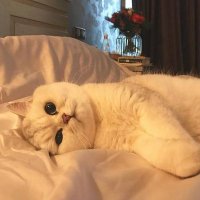 mopsy (@mopsy01) 's Twitter Profile