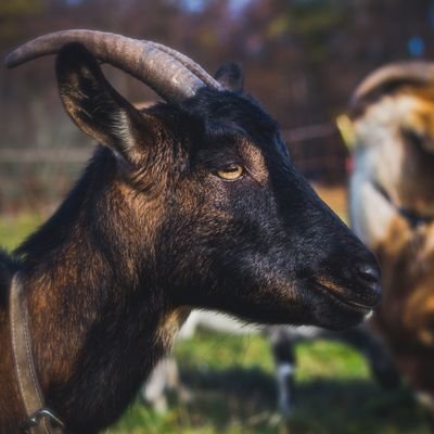 maelbutevil's profile picture. professional bullet dodger, silly guy, leftist, faggot, etc... :)

english / french / spanish 

23 years old