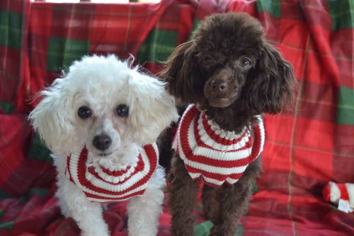 ZoeNPippa's profile picture. Just two poodle girls
