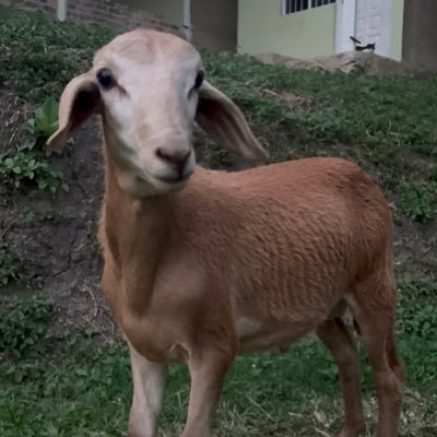 nocani0's profile picture. Mushroom hobbyist.
