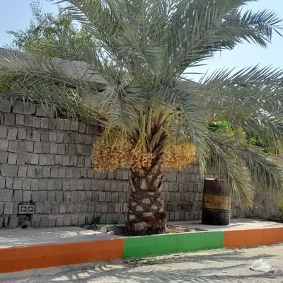 ی ديوونه ناقص ؛ با زبان ریاضی ؛ با گلها هم صحبت و همنشین و همیشه شاگرد اوستا