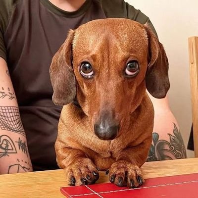 Welcome to @dachshund_lover club
 We share daily #dachshund Contents 
 Follow us if you really love Dachshund