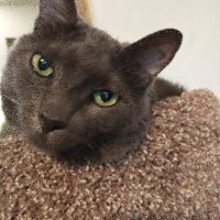 The Kitty Playground(@Thekittyplay) 's Twitter Profile Photo