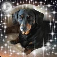 Bensondog(@Digelsadog) 's Twitter Profile Photo