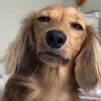 Lowkey (@lowkeyhomeless) 's Twitter Profile