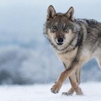 (GJ)≈Larebi (@larebi19) 's Twitter Profile