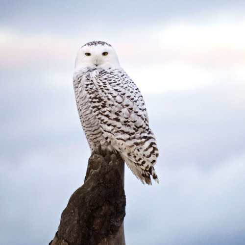 HoylePhotos's profile picture. Life is what we make of it, I love to capture it along the way! I am a wedding photographer based in Seattle and I love living life behind my lens!