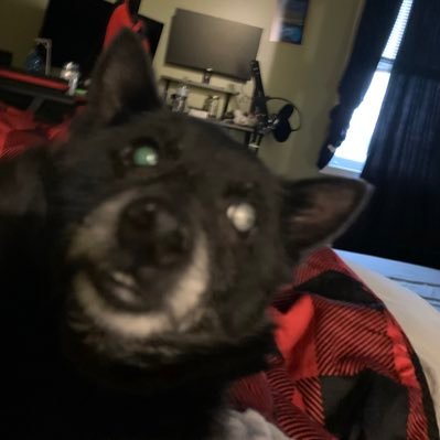 Averagefurrylad's profile picture. I’m fairly certain I exist