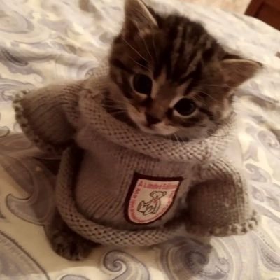 Mewcio's profile picture. meow