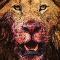 LİON/KİNG1905🦁❤️💛 (@buyucu1905) 's Twitter Profile Photo