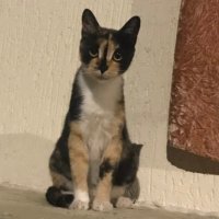 Aster (@dis44ster) 's Twitter Profile Photo