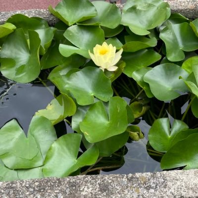 東京のおばさん