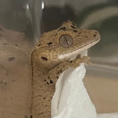 gree11n's profile picture. クレスアカになりそう。なった。