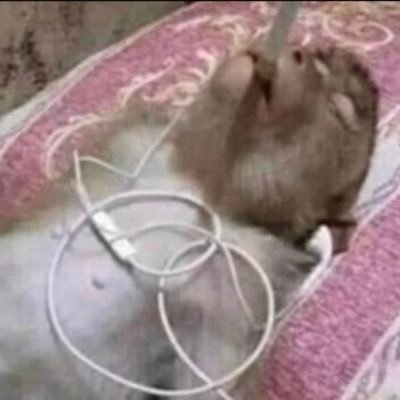 tauane_eu's profile picture. 