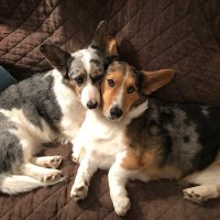 Pamela Fitzpatrick #Harris2024 #BlueWave (@drpjfitz12) 's Twitter Profile