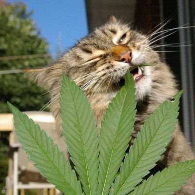 gatomakkonhaa's profile picture. Um perfil aleatório.