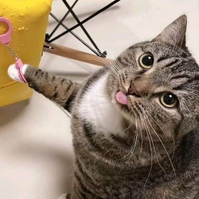 cattythecat_'s profile picture. 