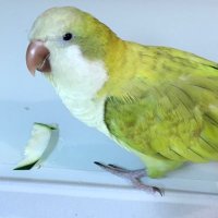 waku (@cdcs3bp9nagjv29) 's Twitter Profile