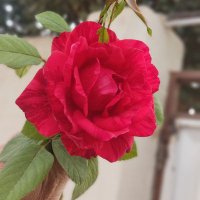 حلما (@helma_bano313_) 's Twitter Profile Photo حلما (@helma_bano313_) 's Twitter Profile Photo