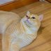 Love with cats (@spread__thelove) Twitter profile photo Love with cats (@spread__thelove) Twitter profile photo
