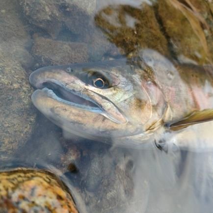 川のぬし釣り　現実編　25年目(多分)
海梨県で渓流釣りをしてます。メインフィールドは県の東側
ルアーがメインだけどエサもたまにやります。
人見知り故に無言フォロー失礼します。
逆に無言フォロー歓迎

海もいきますぞ

尺ヤマメを釣ったらHIDEYOSHIに進化…した？