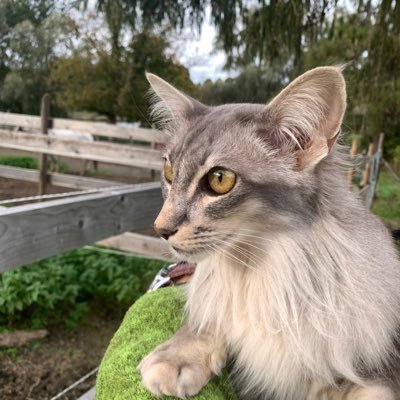 Viivi kissa 😻 Juristi (OTM), TjKo TKK:ssa, FilYo tietojenkäsittelytiede, rakennusalan käyttäjäkonsultti 😃 Español, MNL, teatteri