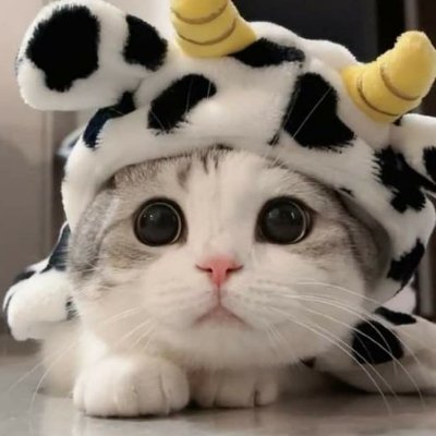 Niquin_4's profile picture. 21yo he/him
Too shy to post.