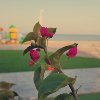 660Smile's profile picture. بالقراءة ارتوي..
والقلم صديقي الوفي .. 
كاتبة محتوى 🖋
https://t.co/xQcXjnQnho
ربي اغفرلي ولوالدي🕊