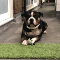 beanleanne (@leannehollb) 's Twitter Profile
